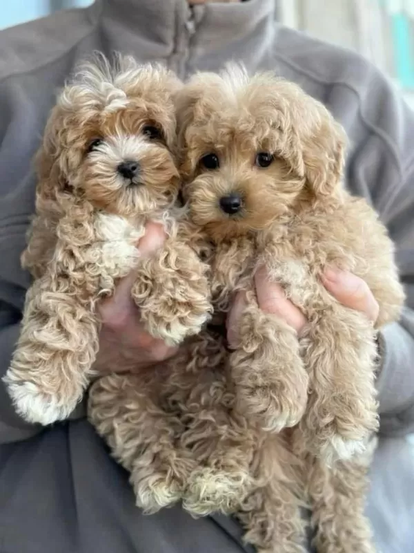 Sağlık Garantili Maltipoo