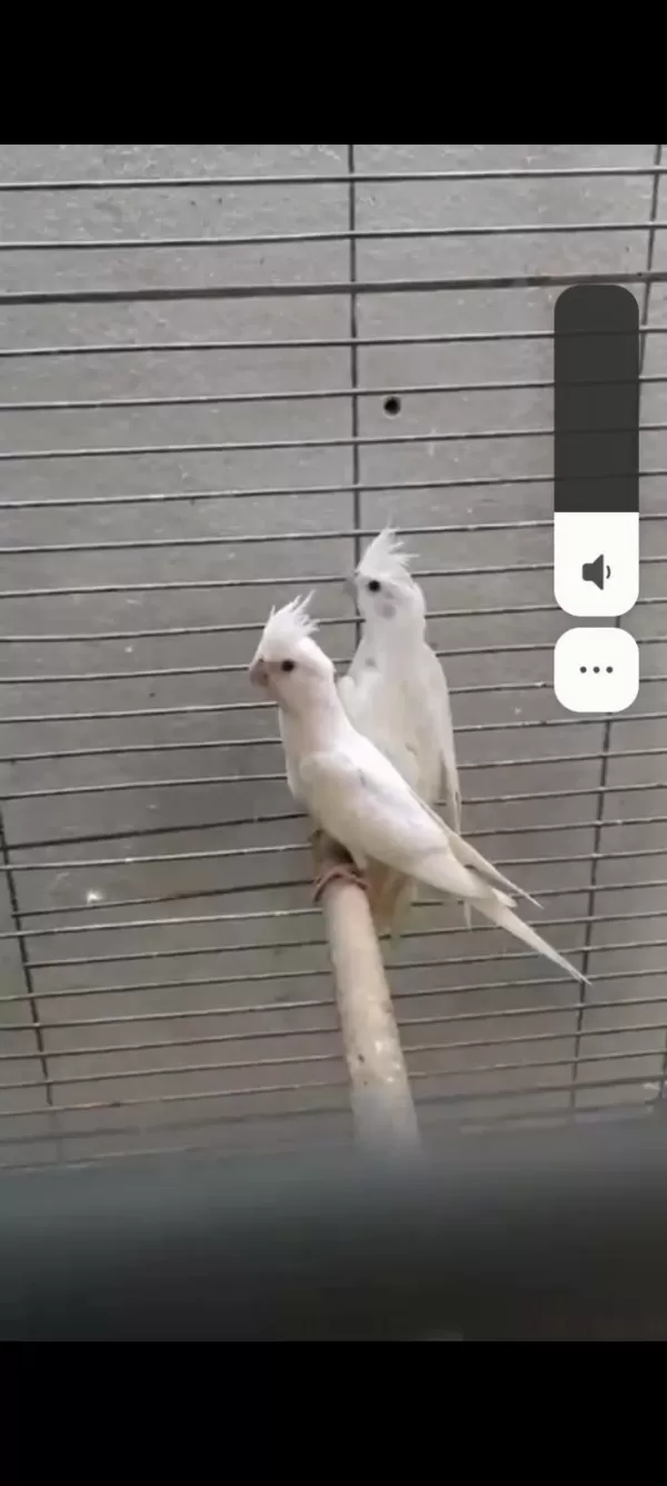 Albino Kırmızı Göz Yavru 3 Adet Sultan