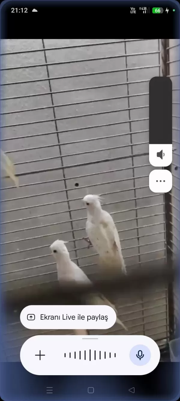 Albino Kırmızı Göz Yavru 3 Adet Sultan