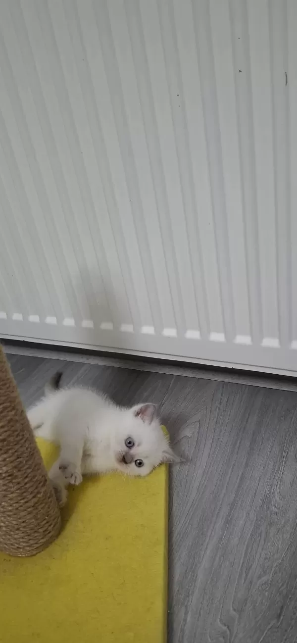 Yeni Yuvasına Hazır British Shorthair Yavrumuz
