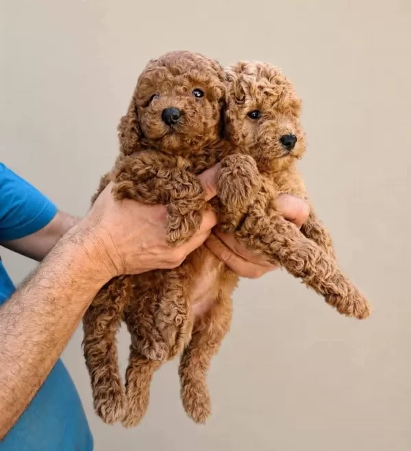 Toy Poodle Minik Yavrular