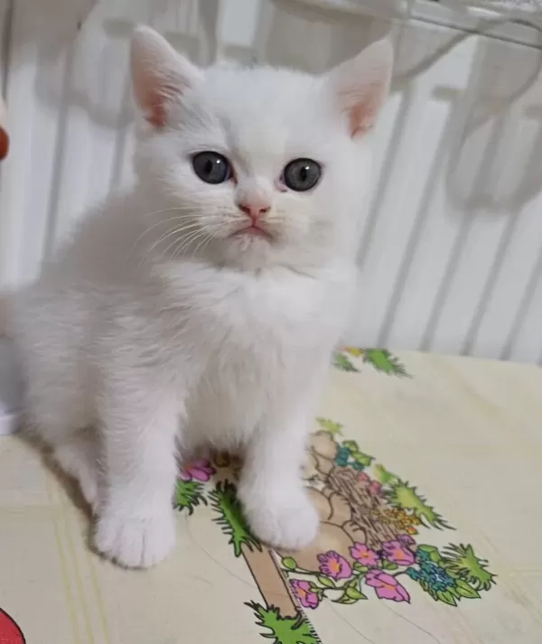 Yeni Yuvasına Hazır British Shorthair Yavrumuz