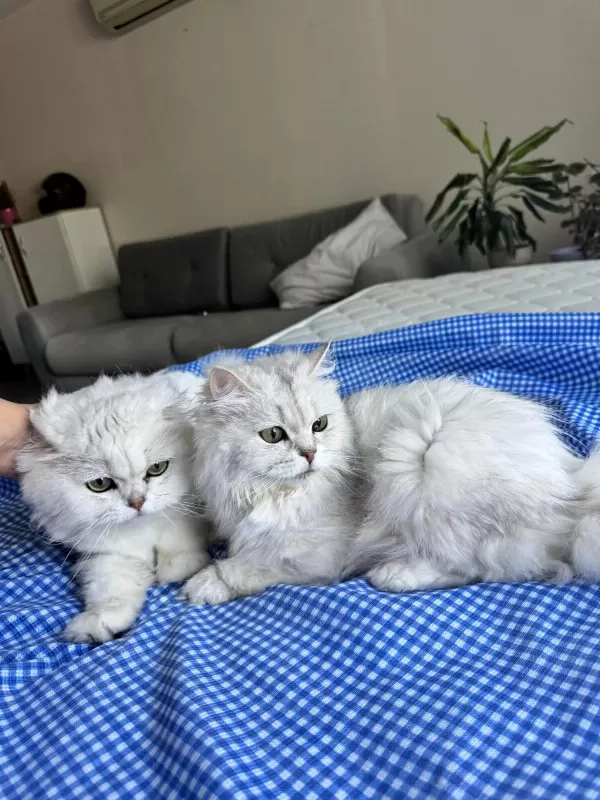 Kediler İyi Bakabilecek Bir Aileye Ücretsiz Verilecektir