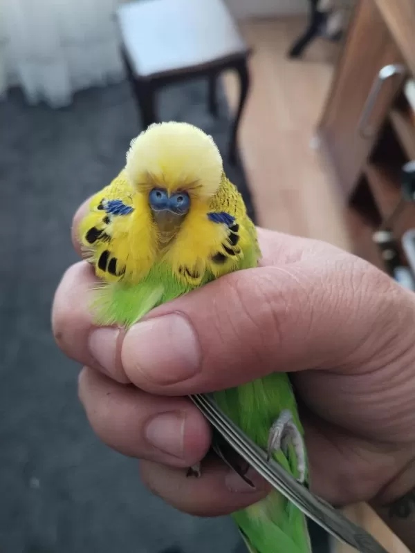 Muhabbet Kuşu Kaçıran Üzülür