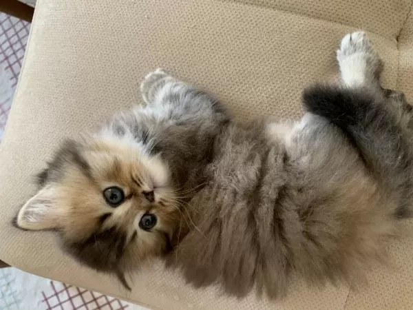 British Longhair Gold Nadir Renklerden