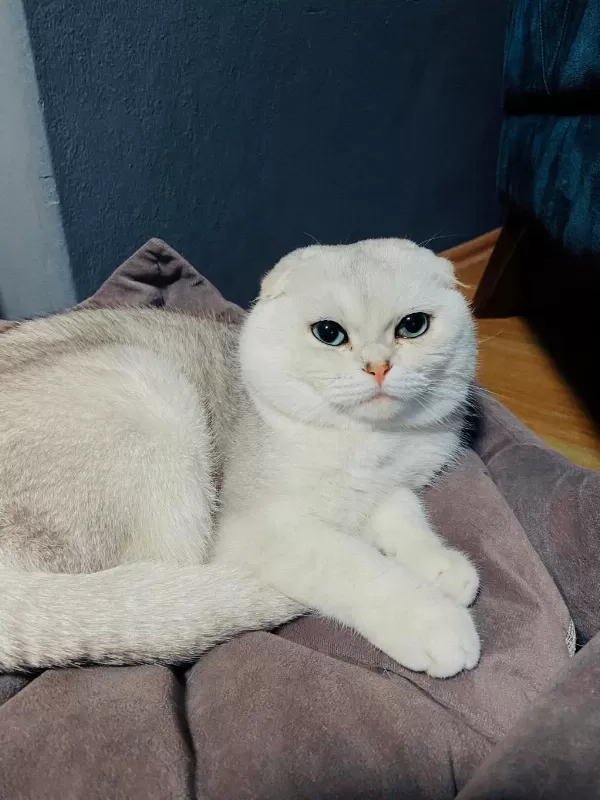 Scottish Fold Oğlumuz Pamuğa Aile Arıyoruz