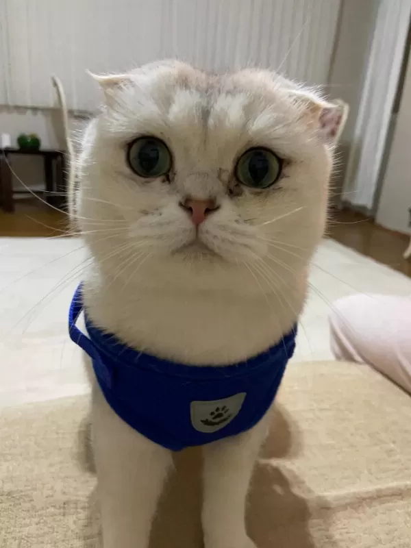Scottish Fold Oğlumuz Pamuğa Aile Arıyoruz