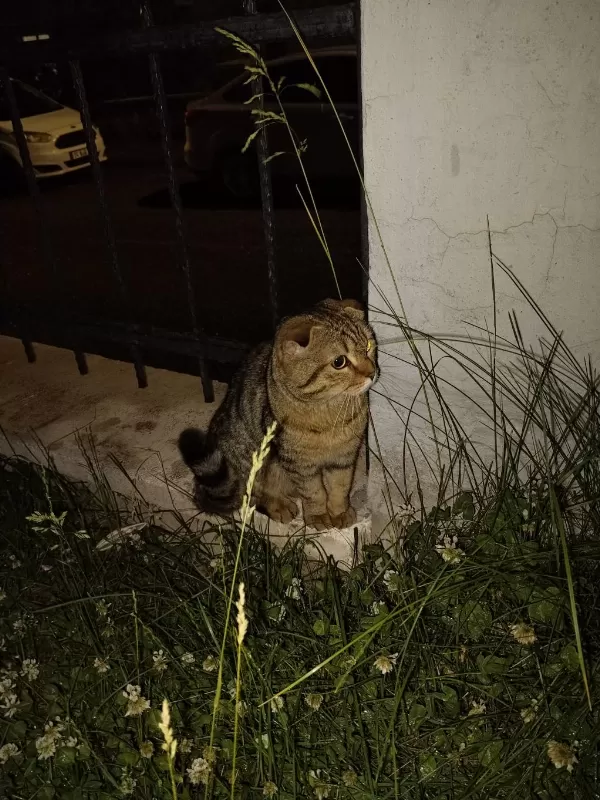 Scottish Fold 1,5 Yaşında