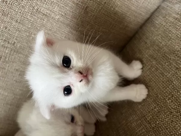 Safkan British Shorthair Yavrusu Yeni Yuvasını Arıyor