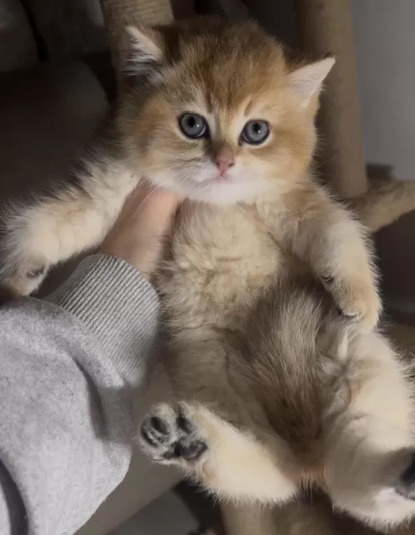 British Shorthair Golden Kardeşler Erkek