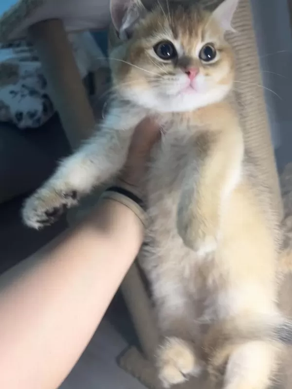 British Shorthair Golden Kardeşler Erkek