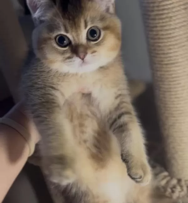 British Shorthair Golden Kardeşler Erkek