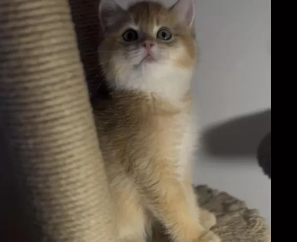 British Shorthair Golden Kardeşler Erkek