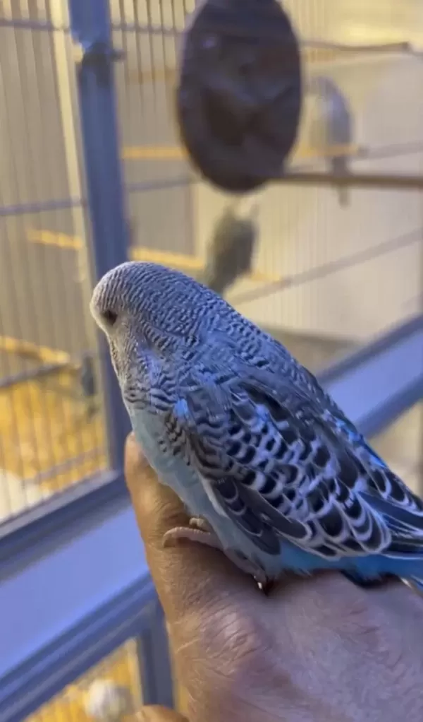 Show Jumbo Erkek Muhabbet Kuşu Bebek Yavru