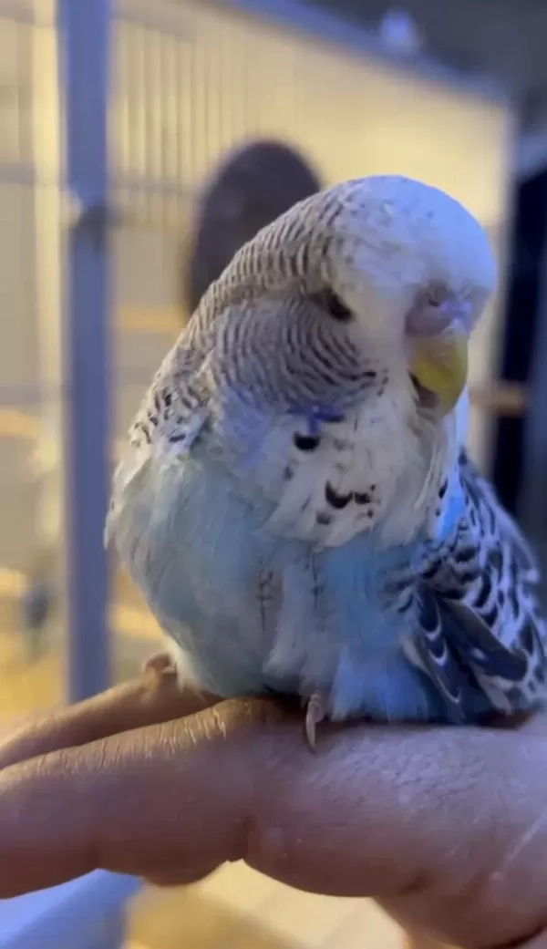 Show Jumbo Erkek Muhabbet Kuşu Bebek Yavru