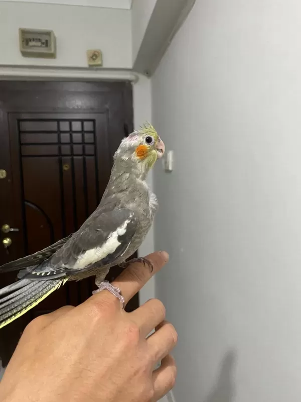 Yavru Sultan Papağanı