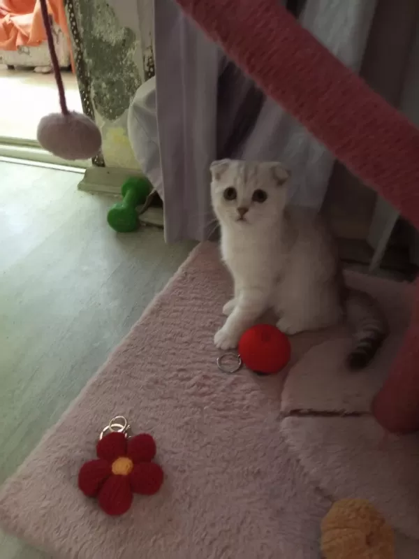 Scottish Fold Lilac Silver Tabby. Safkan Bebek Catteryden