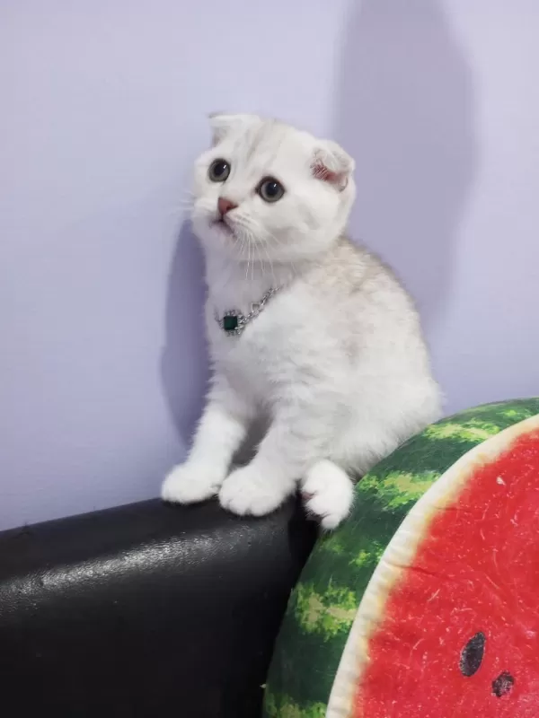 Scottish Fold Lilac Silver Tabby. Safkan Bebek Catteryden