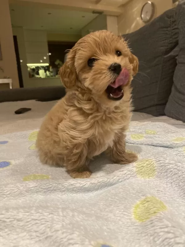 Karma Aşılı Kore Maltipoo Yavru