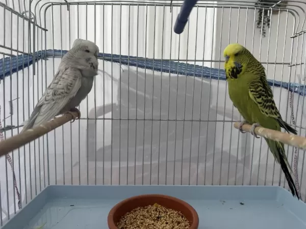 Çift Jumbo Muhabbet Kuşu
