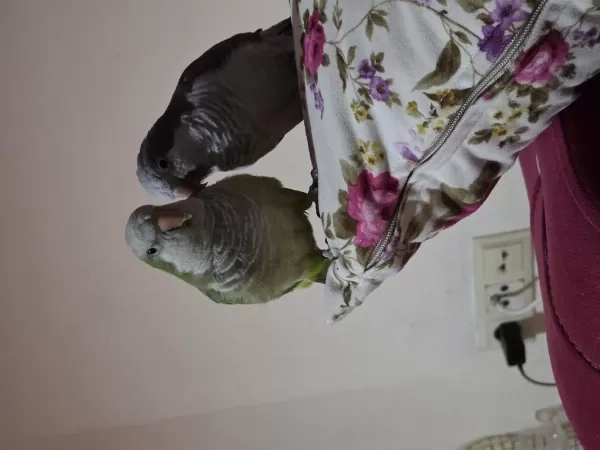 Evcil Çift Monk Papağanı