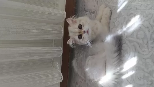 Kedimiz Minik Patili Dost