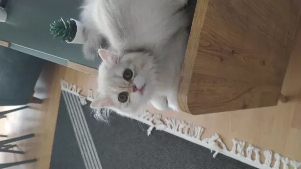 Kedimiz Minik Patili Dost
