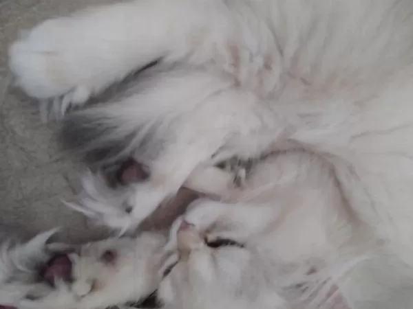 Kedimiz Minik Patili Dost