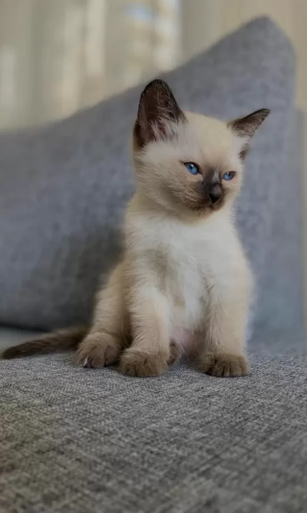 Siyam Kedisi Yavrular Yeni Yuva