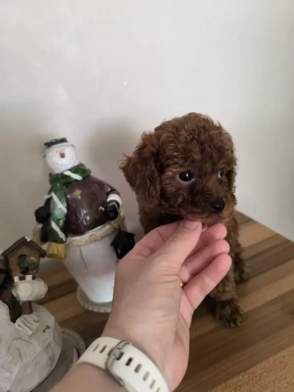 Orjinal Kore Kanı Taşıyan Erkek Poodle Yavrusu