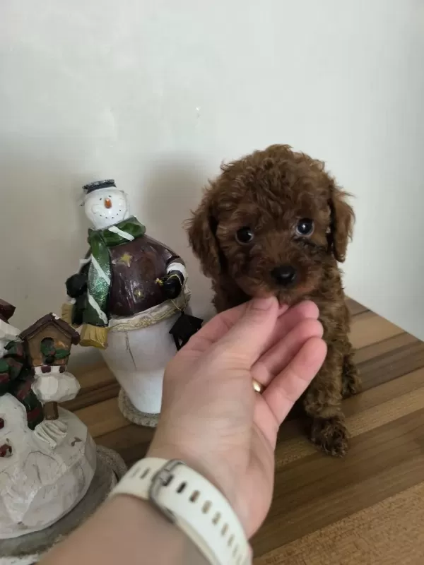 Orjinal Kore Kanı Taşıyan Erkek Poodle Yavrusu