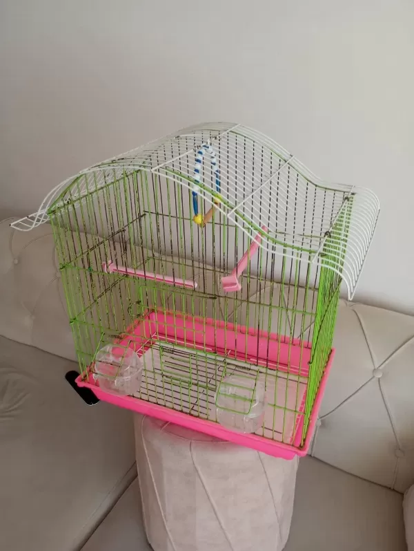 Sultan Papağanlari Takim Yada Tek Tek