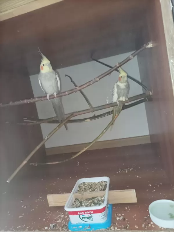 Sultan Papağanlari Takim Yada Tek Tek