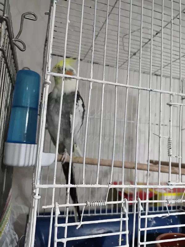 Sultan Papağanı Albino Grey Lutino