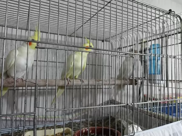 Sultan Papağanı Albino Grey Lutino