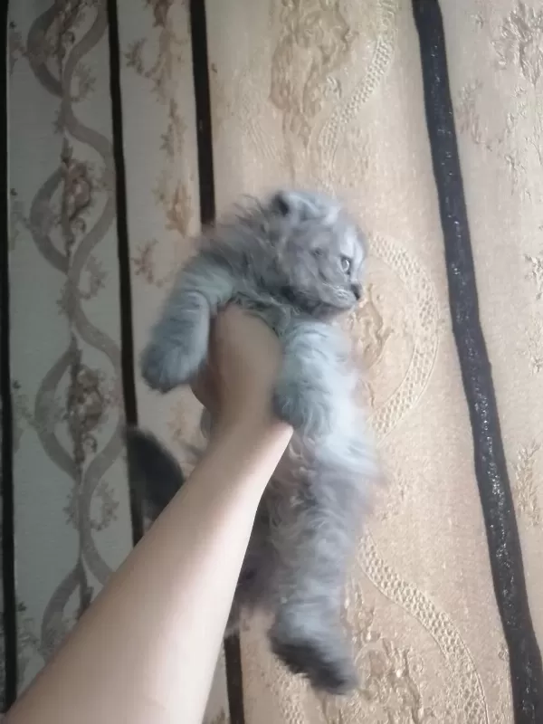 Kediler Çok Çok Uyguna Gidiyorlar
