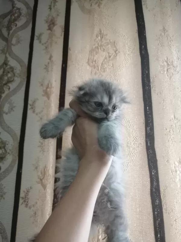 Kediler Çok Çok Uyguna Gidiyorlar