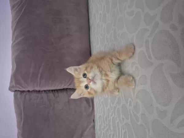 Kediler Çok Çok Uyguna Gidiyorlar