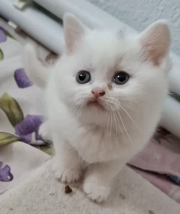 Yeni Yuvasına Hazır British Shorthair Yavrumuz