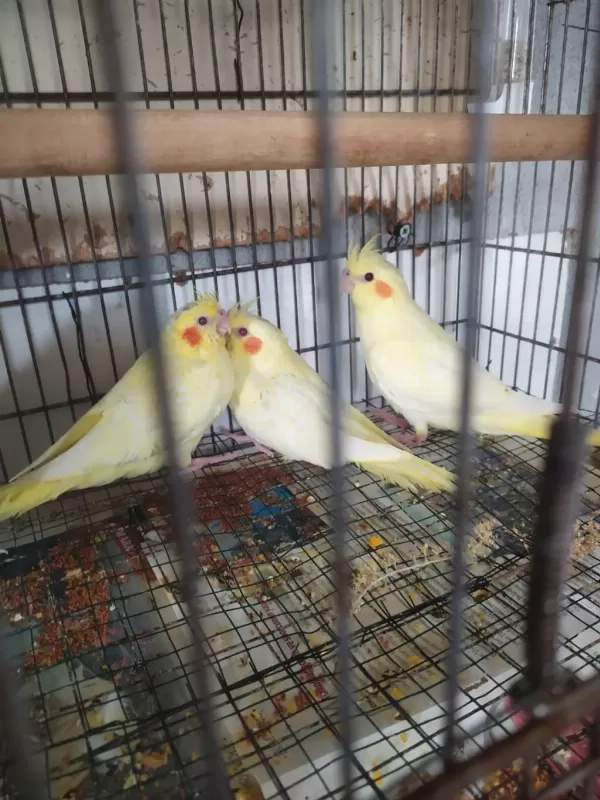 Kaliteli Jumbo Boy Sultan Papağanı Yavrularım
