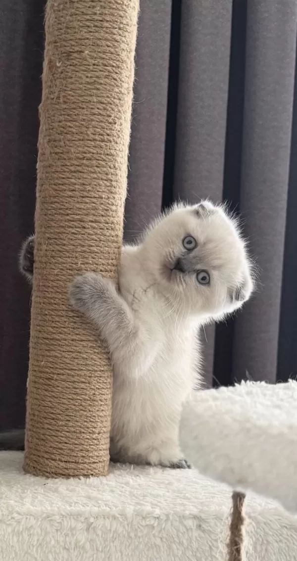2 Aylik Scottish Fold Bluepoint Shorthair Yavrular