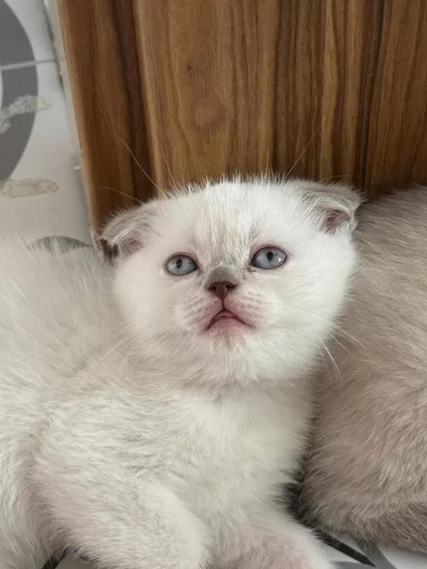 2 Aylik Scottish Fold Bluepoint Shorthair Yavrular