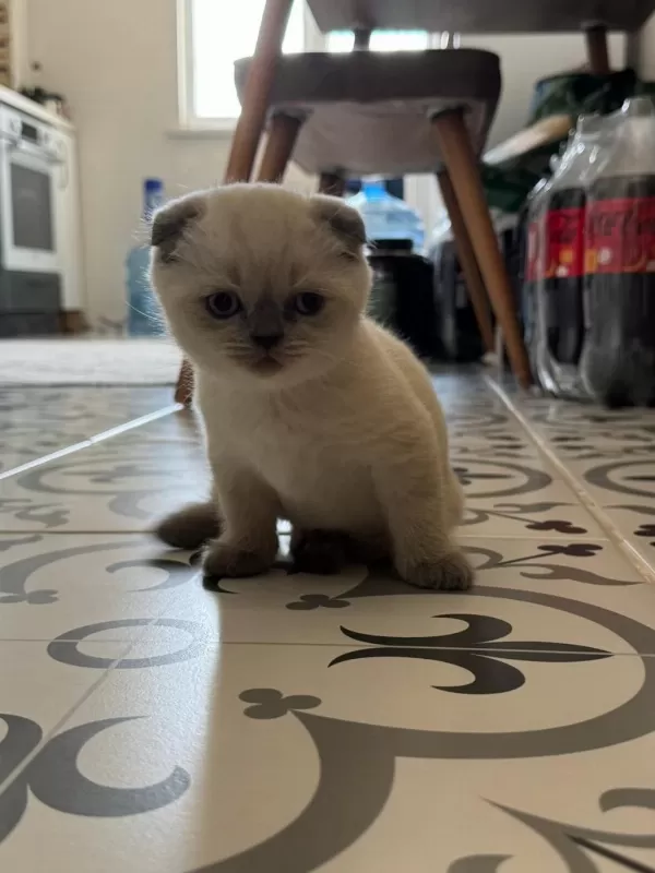 2 Aylik Scottish Fold Bluepoint Shorthair Yavrular