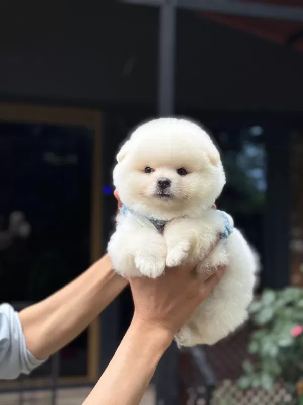 Sağlık Ve İrk Garantili Pomeranian Boo Köpeği