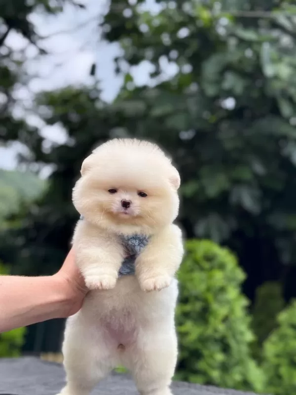 Sağlık Ve İrk Garantili Pomeranian Boo Köpeği