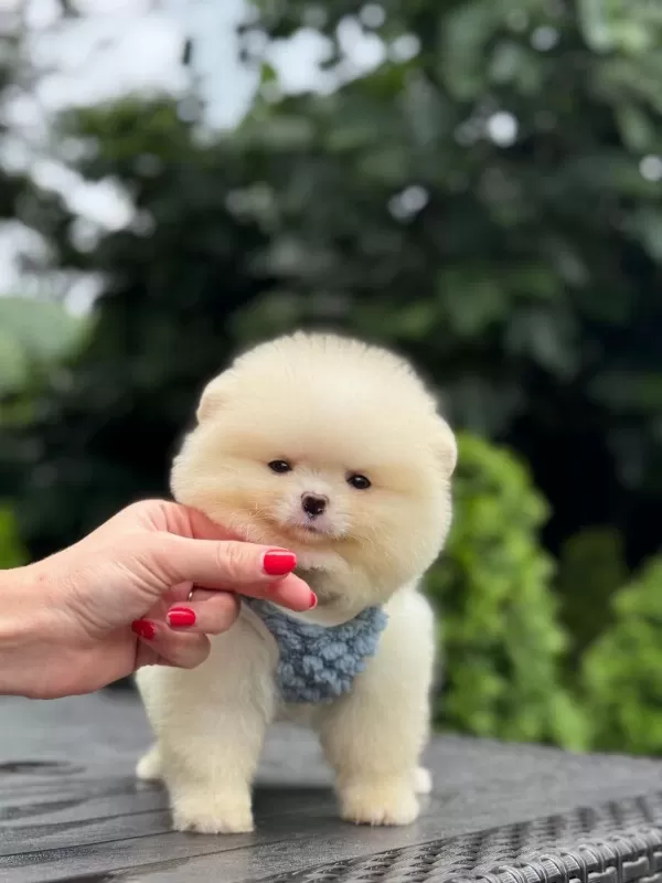 Sağlık Ve İrk Garantili Pomeranian Boo Köpeği