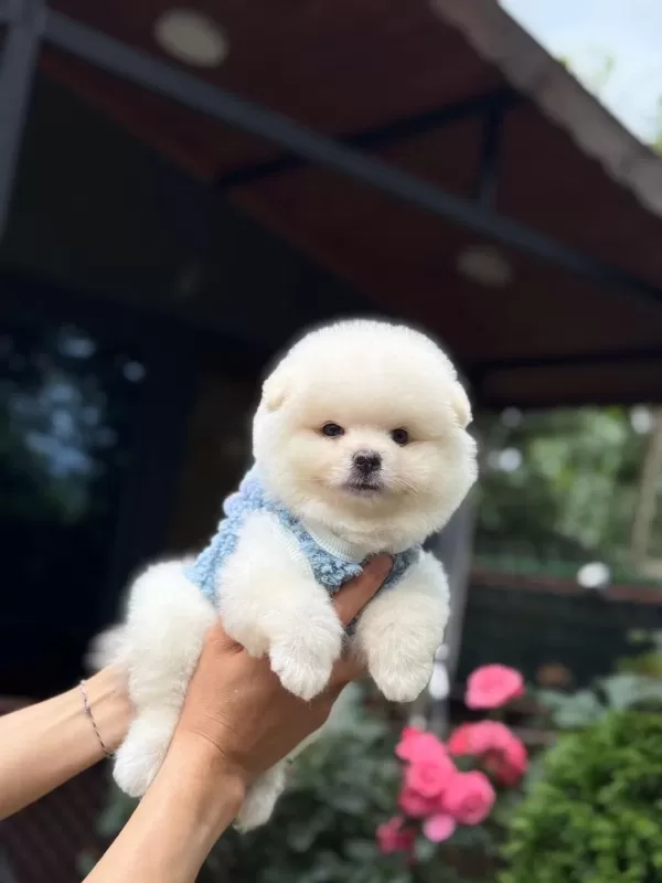 Sağlık Ve İrk Garantili Pomeranian Boo Köpeği