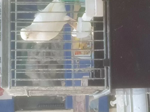Süper Ötüşte Genç Kanaryalar
