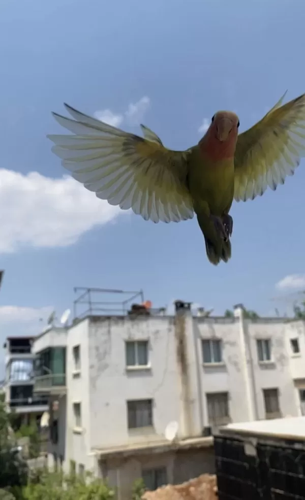 Full Evcil Erkek Yavru Sevda Papağanı