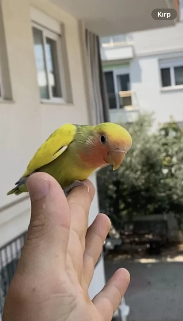Full Evcil Erkek Yavru Sevda Papağanı